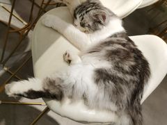 -飞行喵MR PILOT|猫舍·猫咖(静安大融城店)