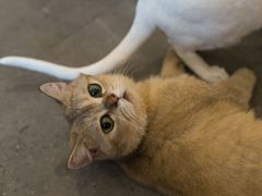 -飞行喵MR PILOT|猫舍·猫咖(静安大融城店)