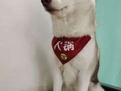 -Husky Go! 哈士奇体验馆·宠物咖啡厅狗咖