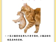 -猫十亿·布偶金渐层·曼基康矮脚猫舍(青年路店)
