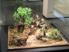 -北京麋鹿生态实验中心