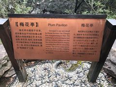 -香雪海