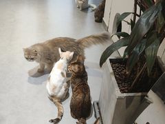 -琪喵猫屋·撸猫猫咖·猫舍