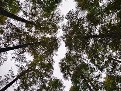 -上海共青森林公园