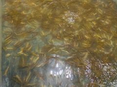 -阔澜蒸汽海鲜自助
