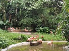 -深圳野生动物园