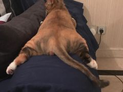 -联萌宠物医院(猫病专科)