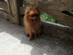 -马文章胖子甑糕(洒金桥店)