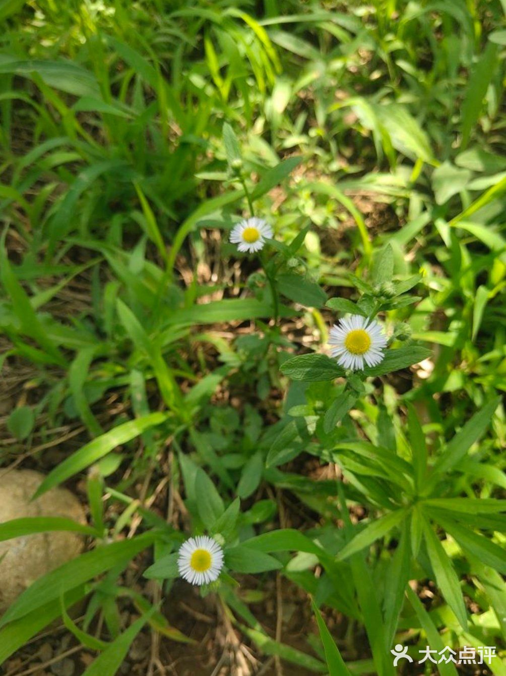 夏日遛娃，来麦草人有机农业公园就对了