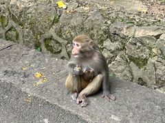 -黔灵山公园