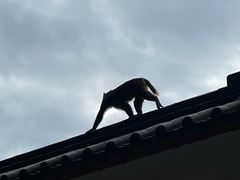 -阿山卓·野生菌火锅·纳西火塘烤肉