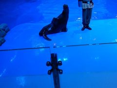 -芜湖新华联大白鲸海洋公园