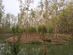 -合肥滨湖国家森林公园