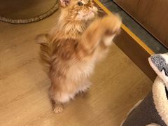-猫腻·猫咖·撸猫馆(星光大道店)
