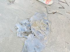 -盐洲岛