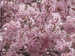 -西安青龙寺遗址景区