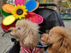 -长白岛森林公园