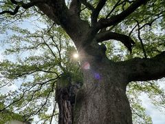 -新安江山水画廊风景区