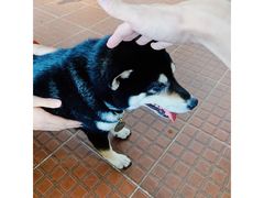 -柴犬高等学院·狗咖·柴犬售卖·宠物训练