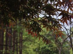 -杭州植物园