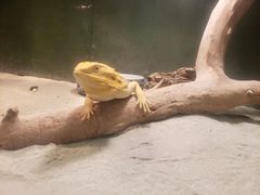 -上海大自然野生昆虫馆(东方明珠·爬宠昆虫探索中心)