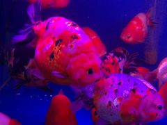 -华声天桥民俗文化园