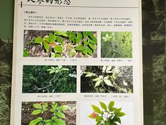 -广东中医药博物馆