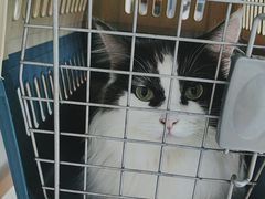 -艾贝尔宠物医院·24H转诊中心·肿瘤猫专科(江宁双龙店)