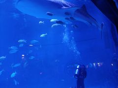 -烟台海昌鲸鲨海洋公园