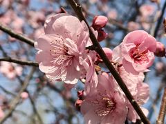 -金鸡湖桃花岛