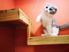 -70cat德文卷毛猫·缅因猫纯种猫舍