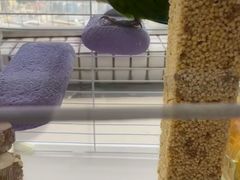 -立德异宠动物医院.兔鸟爬.内窥镜(天河店)