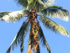 -西双版纳傣族园