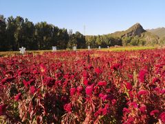 -百里山水画廊