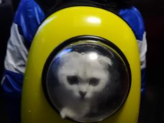 -米苏动物医院·犬猫专科·骨科外科内窥镜