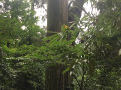 -天目山大树王景区