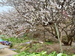 -广州市流溪河国家森林公园