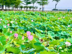 -滆湖低碳生态公园