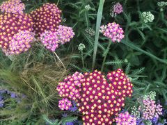 -北京国际鲜花港