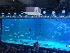 -烟台海昌鲸鲨海洋公园