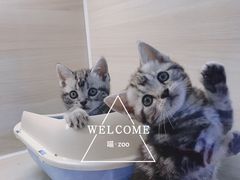 -喵zoo家庭繁育猫舍(尖东智能花园店)