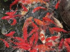 -野蔓果·山野菜(西湖景区·龙井茶田店)