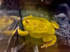 -酷以爬仙阁实体爬宠店·守宫·蜥蜴·专业繁育