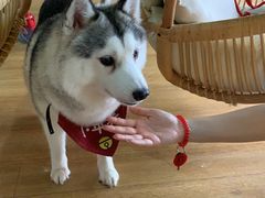 -Husky Go! 哈士奇体验馆·宠物咖啡厅狗咖