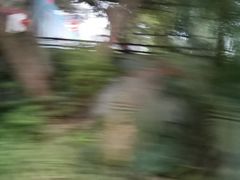 -广西壮族自治区药用植物园