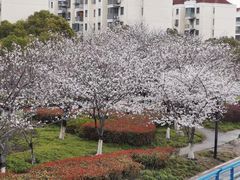 -高东镇樱花园