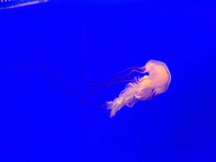 -上海海洋水族馆
