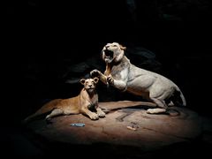 -鄂尔多斯野生动物园