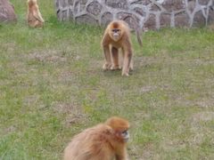 -西安秦岭野生动物园