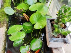 -暮晚尘香汉服旗袍